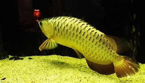 銀龍魚|長帶精靈！銀龍魚飼養技巧全攻略